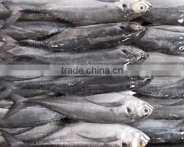 FROZEN HORSE MACKEREL WHOLE ROUND photo-5