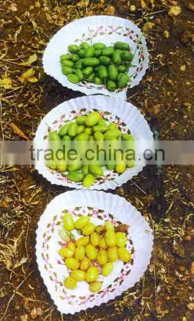 NEEM SEEDS photo-2