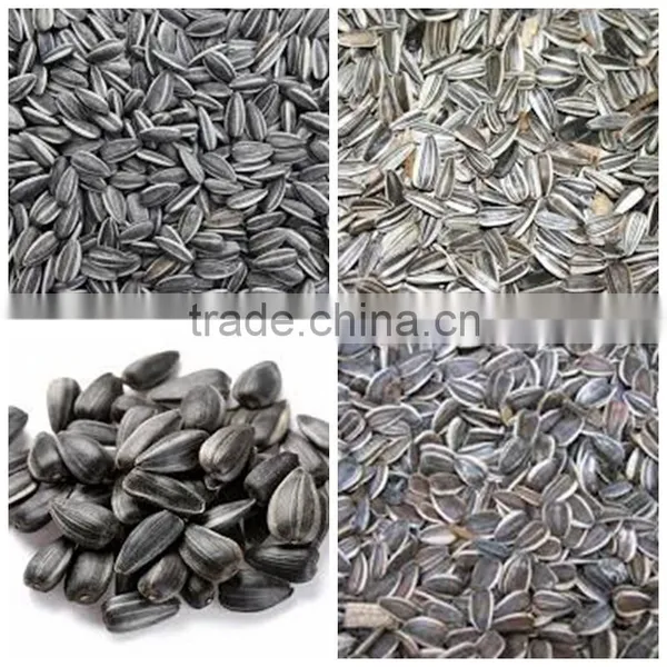 Organic Sunflower Seeds in Shell Chinese Sunflower Seeds Hybrid Sunflower Seed photo-4