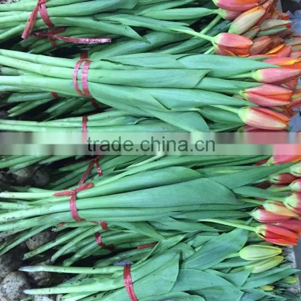 Natural Tulips Flowers photo-2