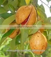 Mace Oil