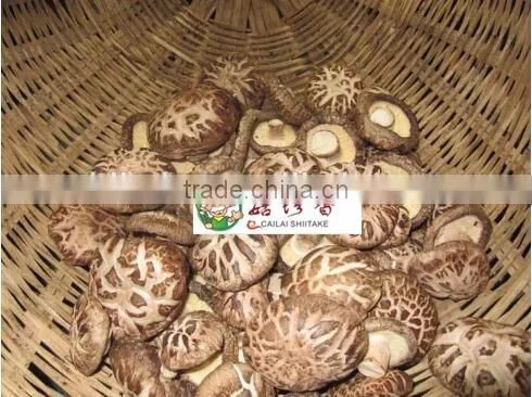 Export Flower Shiitake Mushroom Dried From Fresh Raw Material photo-2