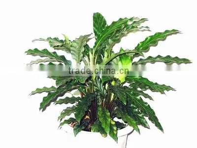 Calathea Mirosha