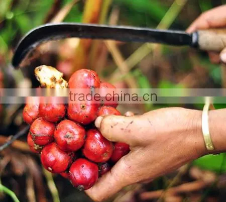 Vietnam Dried Style BLACK CARDAMOM Exporter photo-2