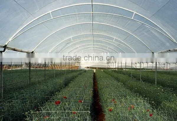 Economical Small Size Single Span Greenhouse for Agriculture photo-2