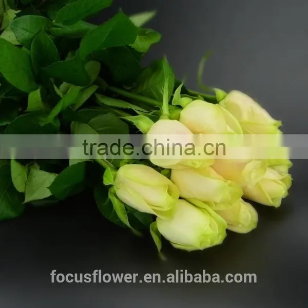 Fresh Cut Yellow Rose Vendelas Wedding Bouquet Wholesale Romantic Yellow Rose Vendela With Attractive Flowers for Bride photo-3