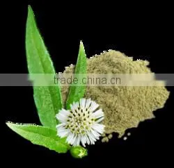 Eclipta Alba photo-2