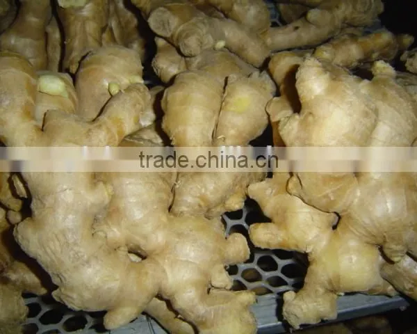Fresh Ginger photo-5