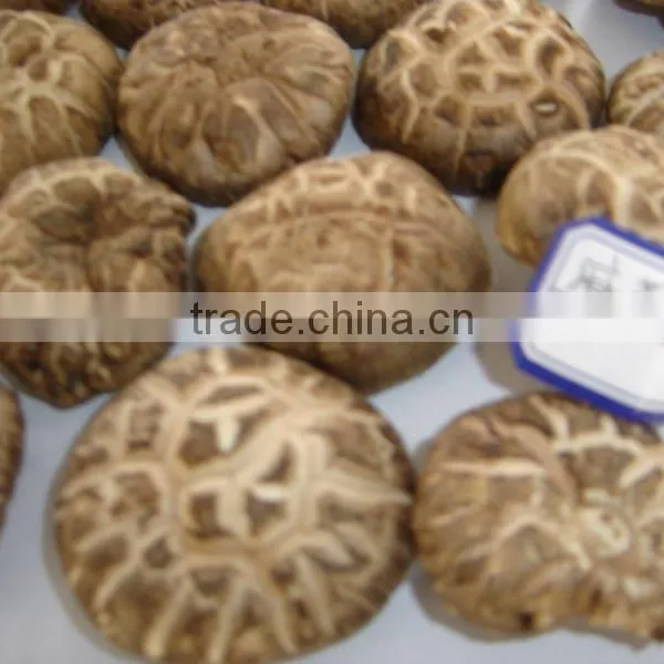 2015 New Crop Shiitake Mushroom ,Top Quality Flower Mushroom