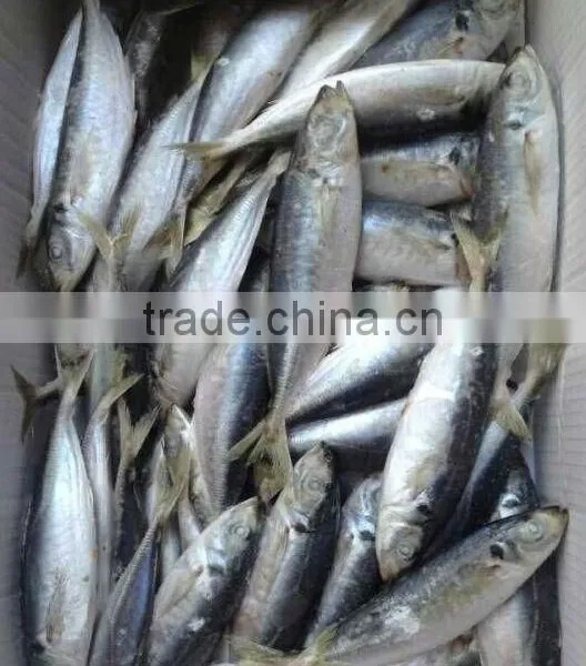 Cebu Catering Horse Mackerel photo-2