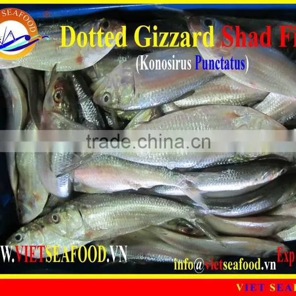 FROZEN DOTTED GIZZARD SHAD FISH W/R photo-5