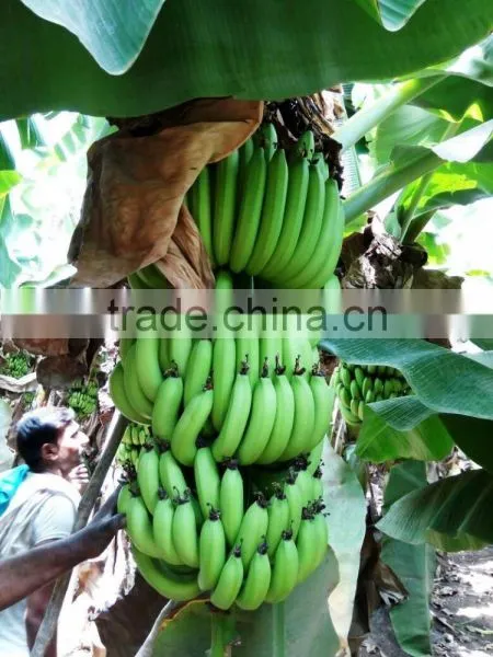 FRESH GREEN CAVENDISH BANANA photo-3