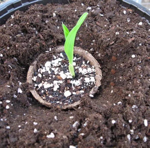 Jiffy Pot Paper Planter Pulp Nursery Cup photo-3