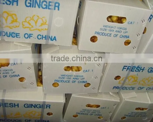 2015 Good Price of the Ginger From Shandong photo-6