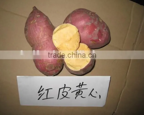 2015 Sunny Orchard Fresh Sweet Potato photo-5