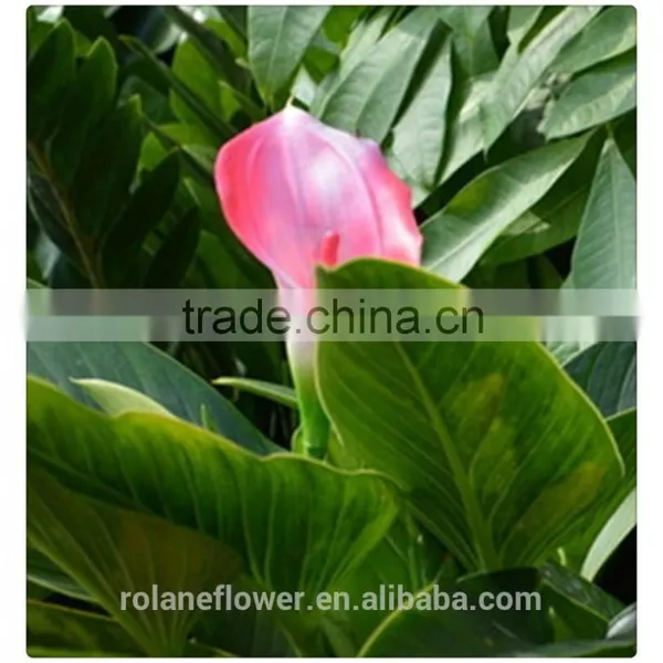 the Beautiful Pura Color Fresh Cut Red Calla Lily Flower to Express All Over the World photo-5