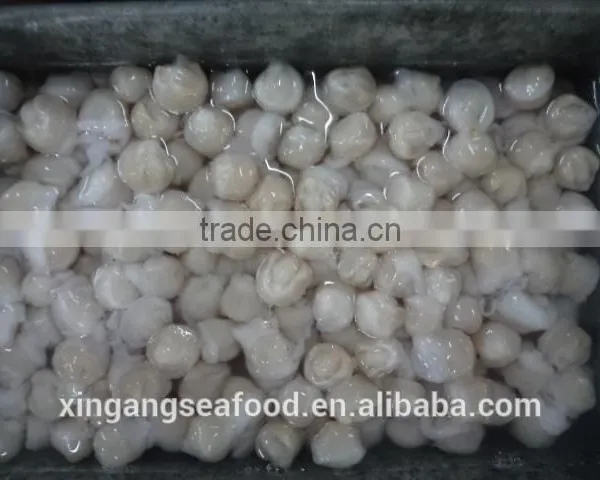 Squid Beaks photo-5