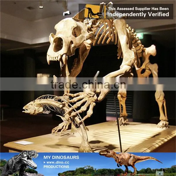 MY Dino-C076 Museum Educational Flexible Skeleton photo-2