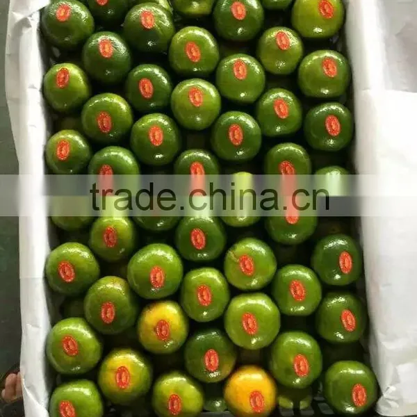 Fresh Mandarin Oranges in 2016 New Crop Sweet for Sale 9kg/box photo-4