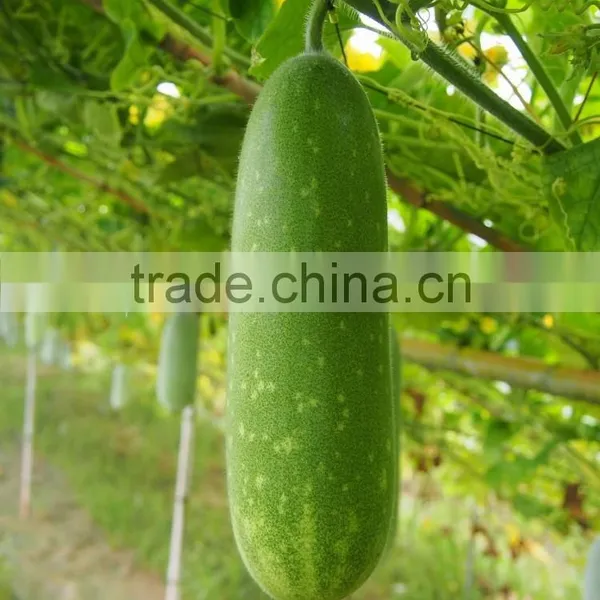 Superior Seed in Asian Company Squash Bottle