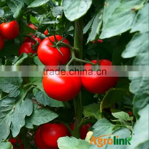 Rich In Enough Organic Matter Seaweed Extract Used in Vegetable Garden Fertilizer photo-6