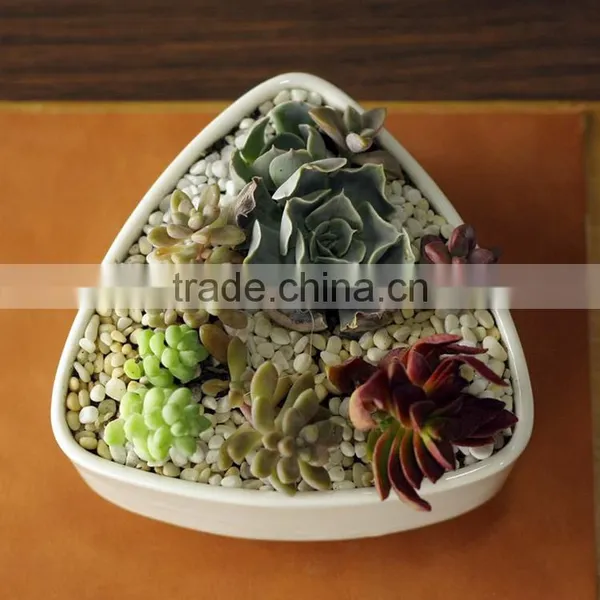 New Design Rounded Triangle Small White Ceramic Shallow Pot photo-2
