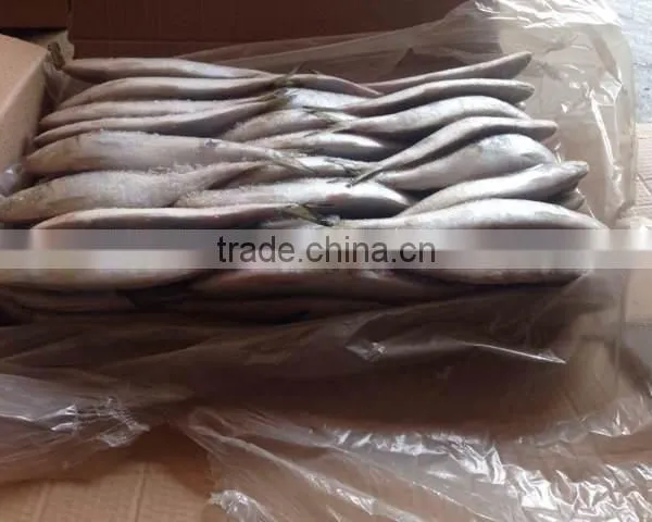 Sardine for Bait on Sale photo-2