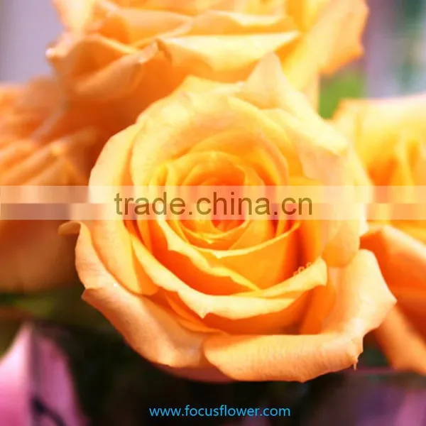 Holland Roses in 2016 Popular Gerbera Flowers Fresh Cut Flower From Kunming photo-2