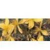 St John’s Wort Extract