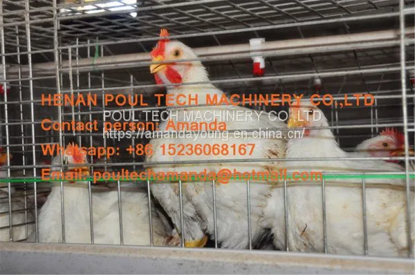 Saudi Arabia Broiler Farming A Frame Full Automatic Broiler Cage & Chicken Coop & Hot Galvanized Cage to Improve Meat Production photo-3