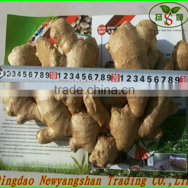 Dry Red Chilli Pods photo-3