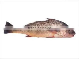 Frozen Yellow Croaker