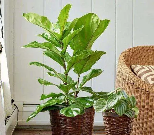 New Design Real Touch Artificial Plante Fiddle Leaf Bonsai Plants Decorative Home Outdoor Bonsai Stand