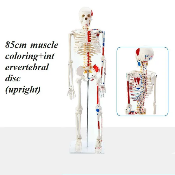 Human Anatomical Model Medical Training Model Skeletal Model photo-2