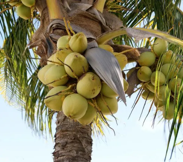 Coconut Water Processing Machine/coconut Juice Machine/coconut Milk Press photo-5