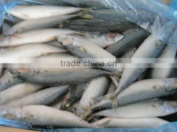 Canned Mackerel