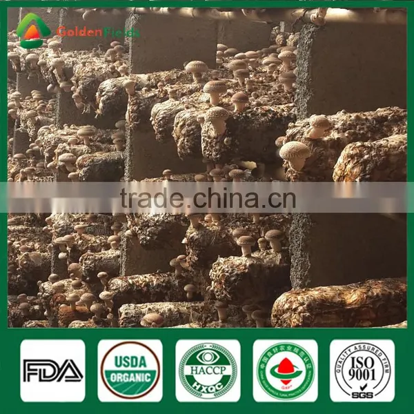 Healthy Food Nutritious Medicinal Fresh Dried China Supplier Shiitake Mushroom for Farm Garden Restaurant photo-3