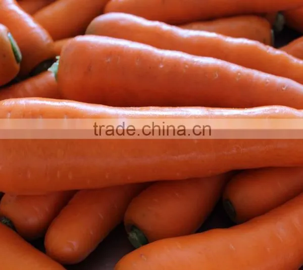 Carrot Price Ton