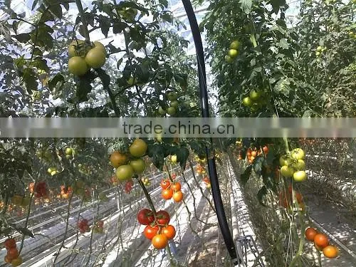 Bef Tomato photo-4