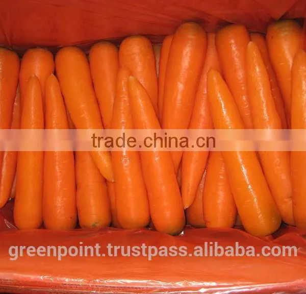 Carrot photo-2