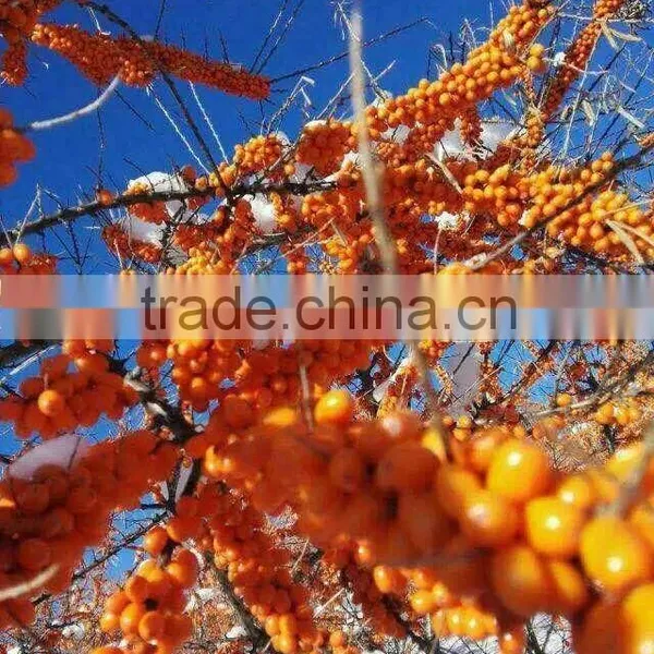 Plant Extract CO2 Supercritical Extract Seabuckthorn Fruit Oil photo-4