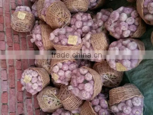 Best Quality Cheap Price Fresh Normal White Garlic From Egypt photo-2