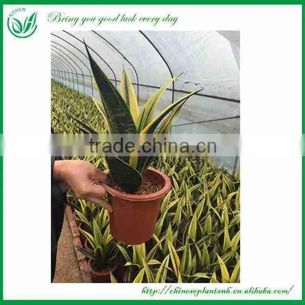 Sansevieria Trifasciata Var. Laurentii 'Gold Flame'