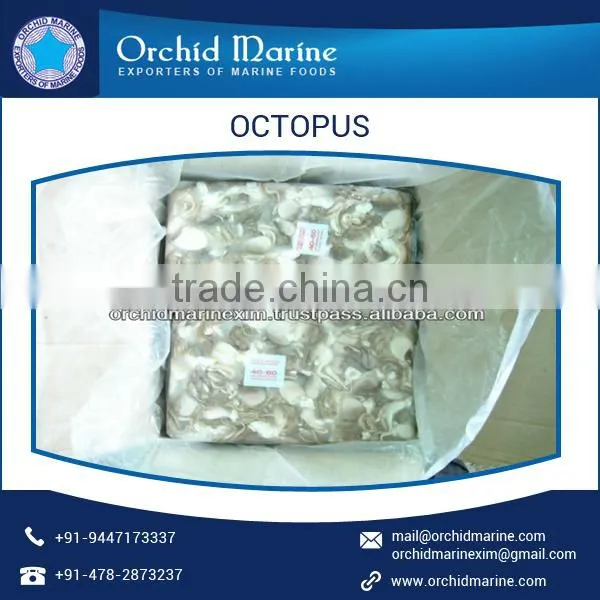100% Best Quality Frozen Octopus at Lowest Market Price photo-4