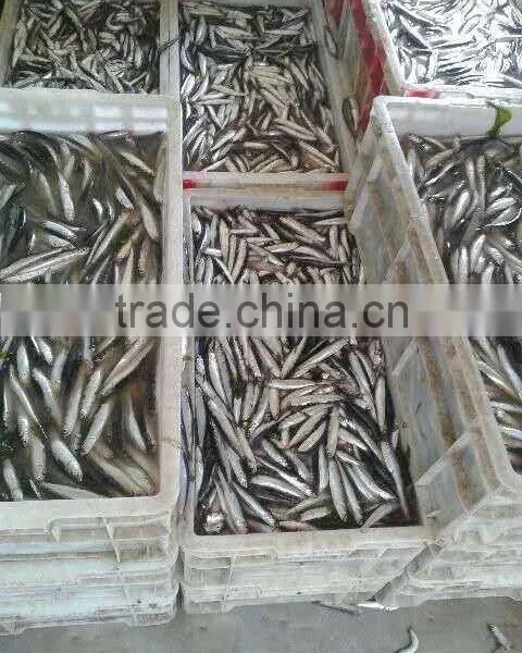 Hot Sales Landing Frozen Anchovy photo-4