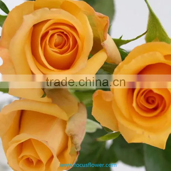 Holland Roses in 2016 Popular Gerbera Flowers Fresh Cut Flower From Kunming photo-4