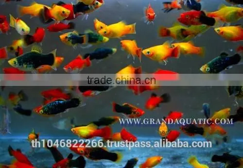 Platy Fish Farm For Sale / Ornamental Fish Exporter photo-5