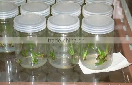 Many Kinds of Clear Rond Shaped Tissue Culture Vessels