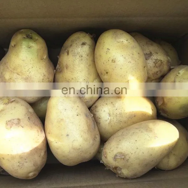 Sinocharm A Grade Fresh Potato photo-4