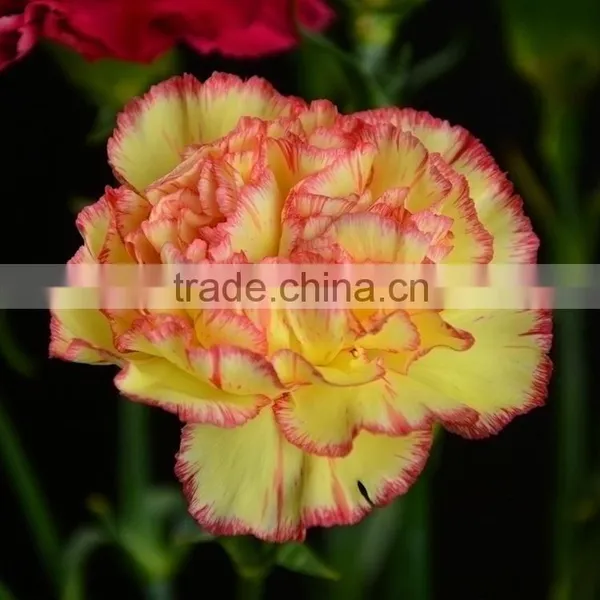 Good Quality Charming Bride Single Head Carnation Flower photo-6